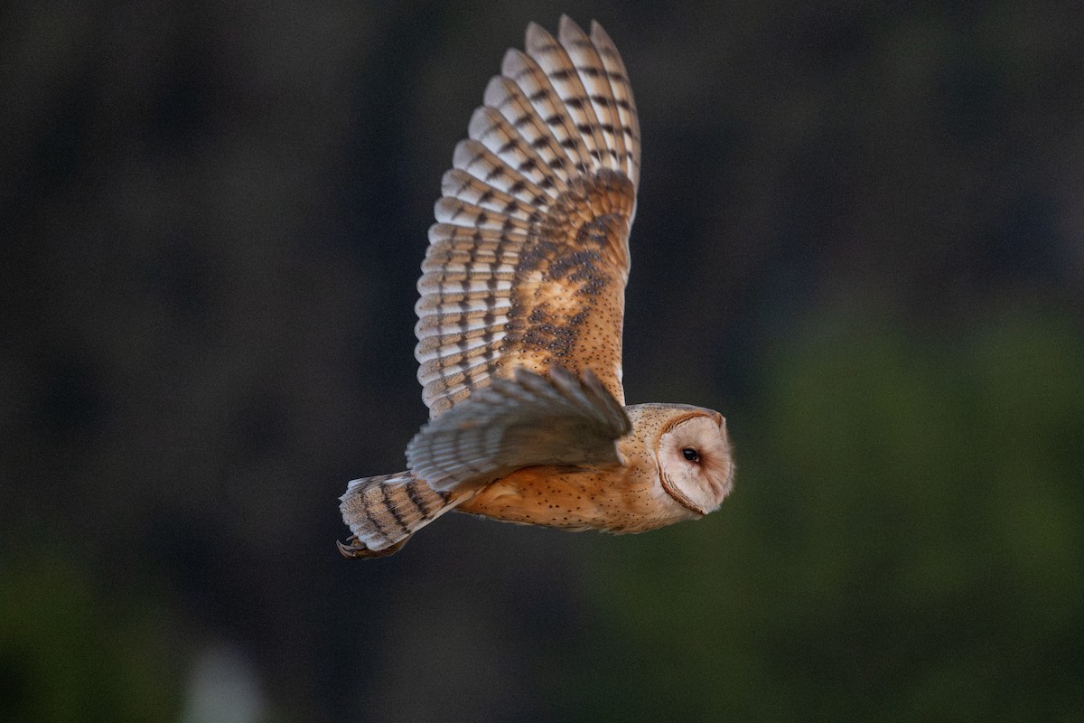 Hontz zuri amerikarra - ML646560169