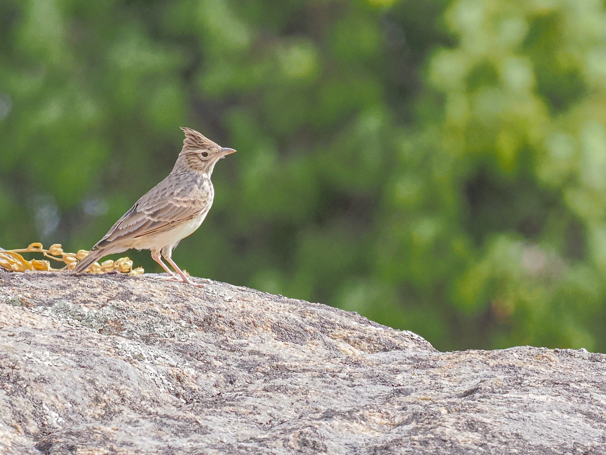 Thekla's Lark - ML646560170