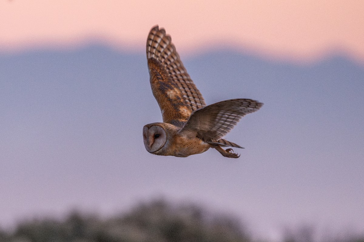 Hontz zuri amerikarra - ML646560171