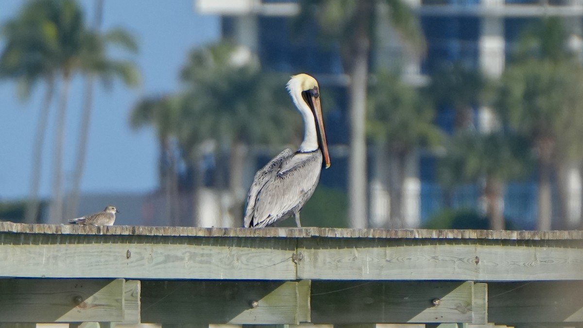 Brown Pelican - ML646560172