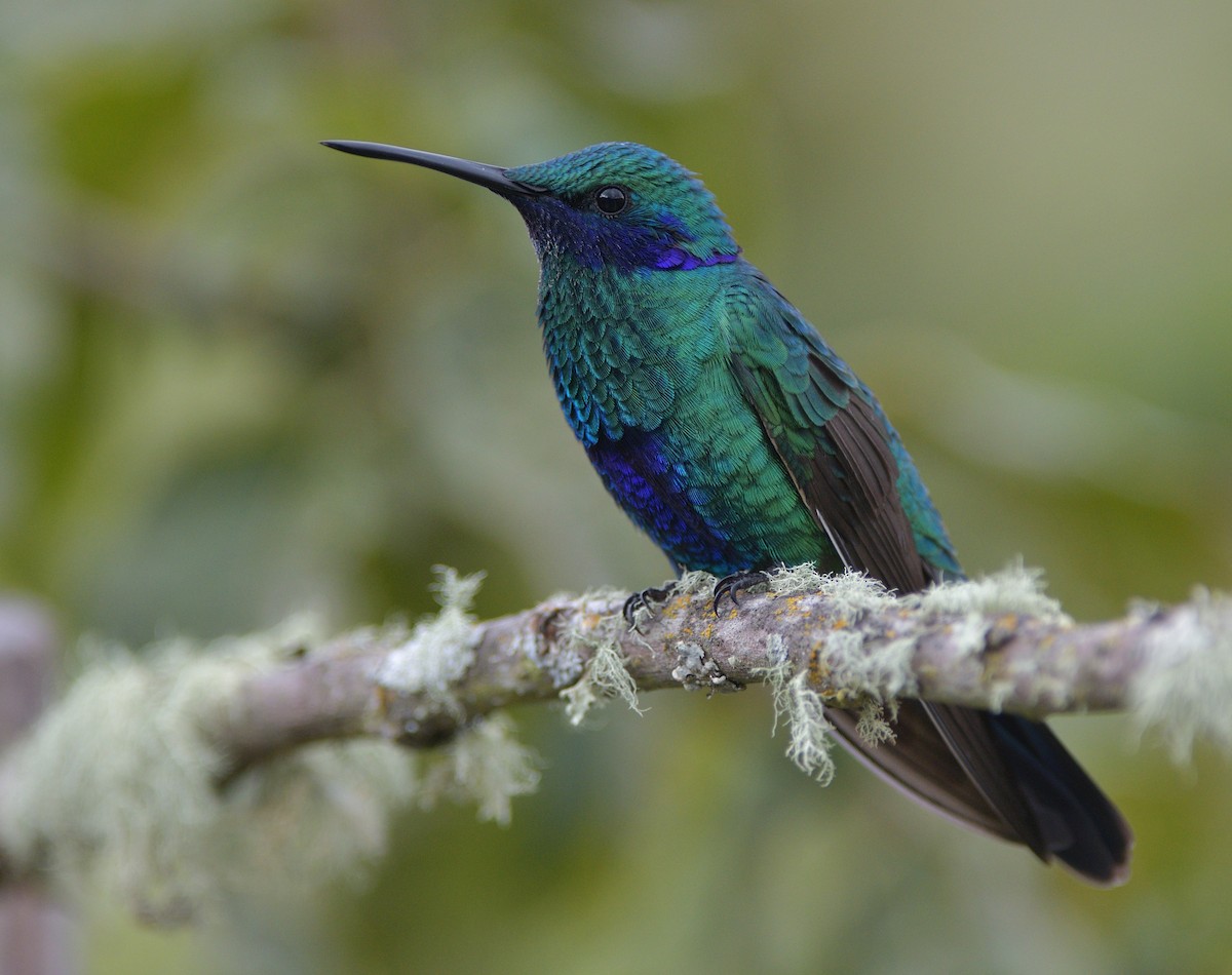 Колібрі синьочеревий - ML646560173