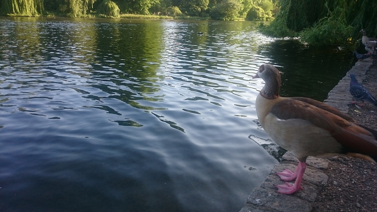 エジプトガン - ML646560175