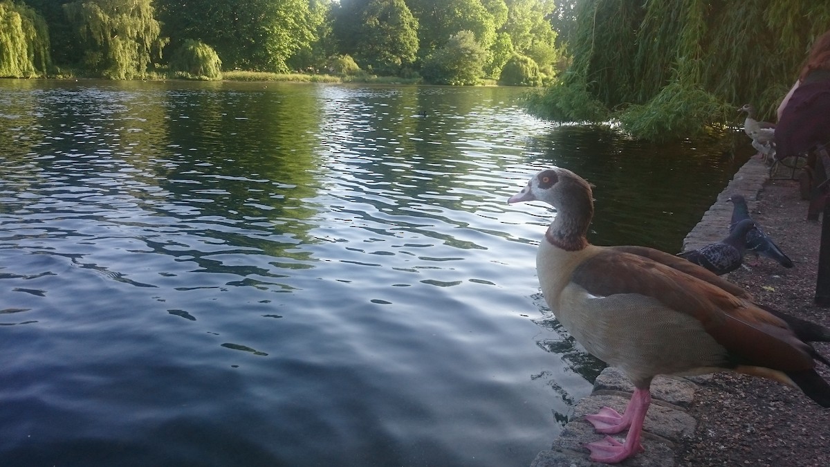 エジプトガン - ML646560176