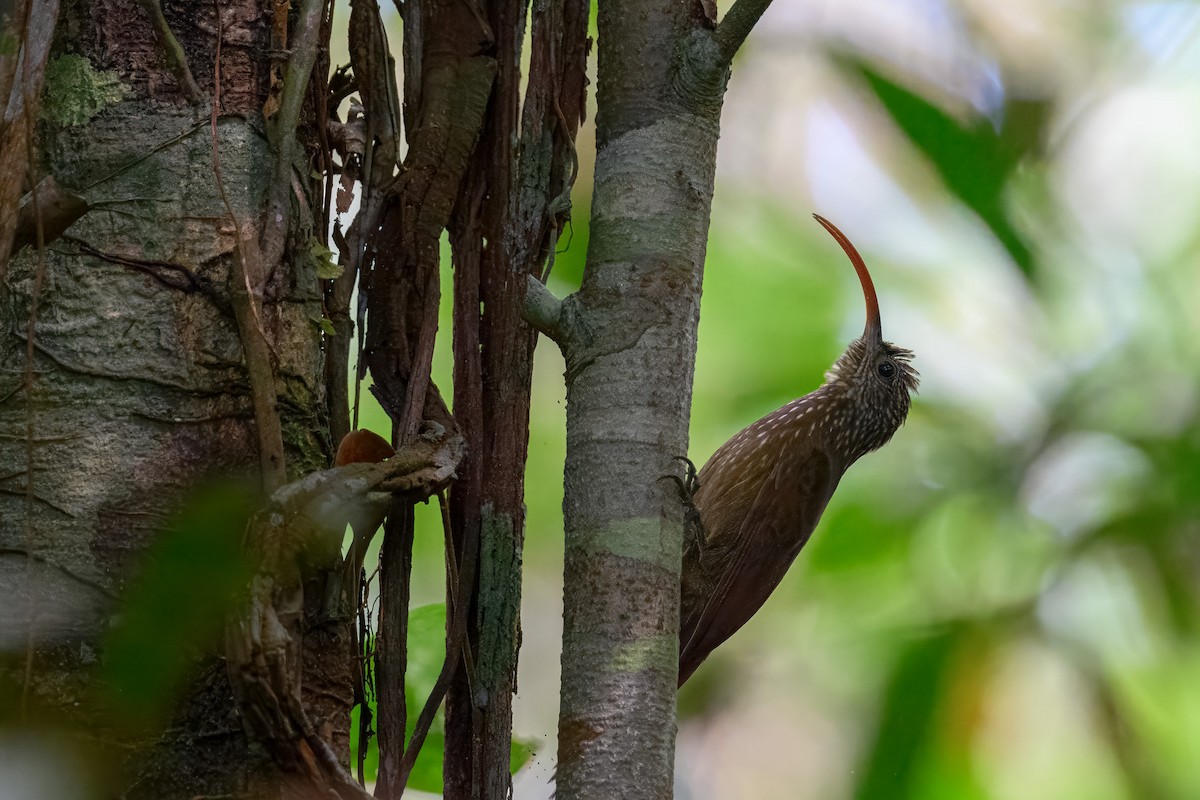 Curve-billed Scythebill - ML646560177