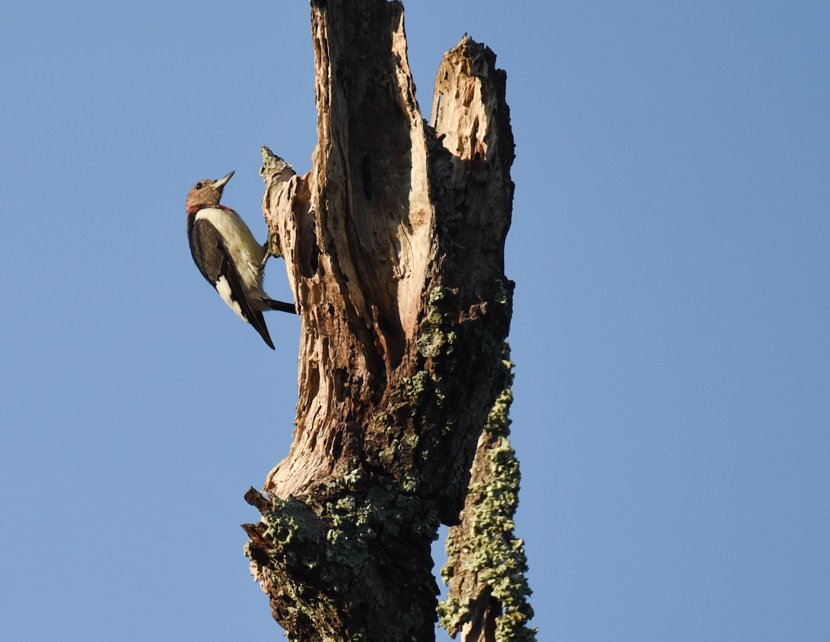 Red-headed Woodpecker - ML646560178