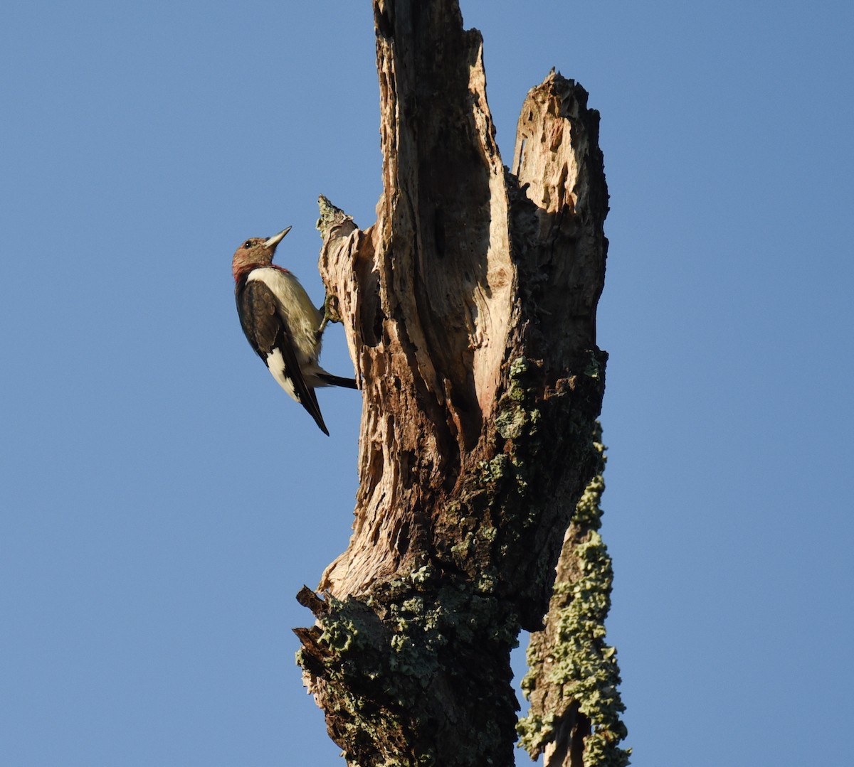 Red-headed Woodpecker - ML646560179