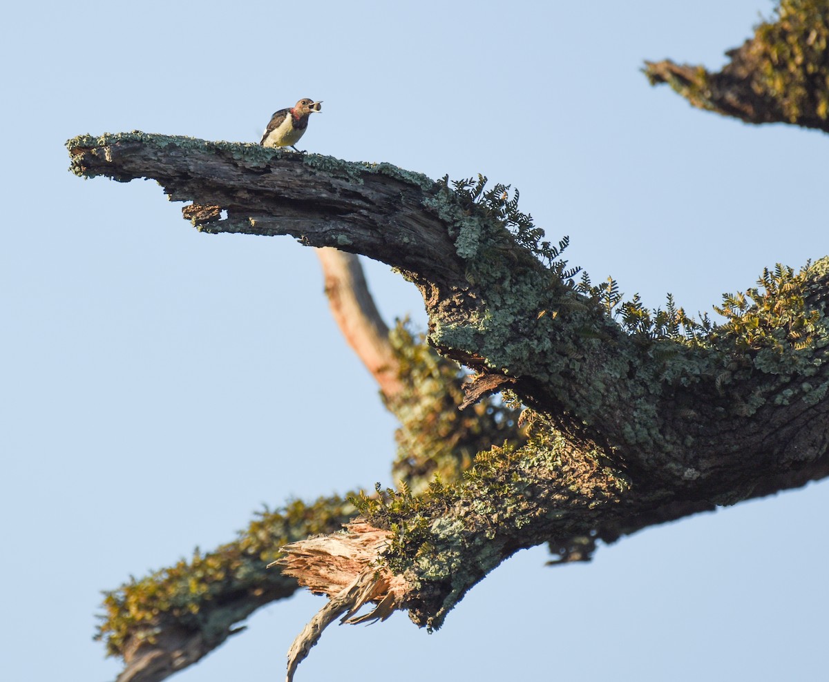 Red-headed Woodpecker - ML646560180