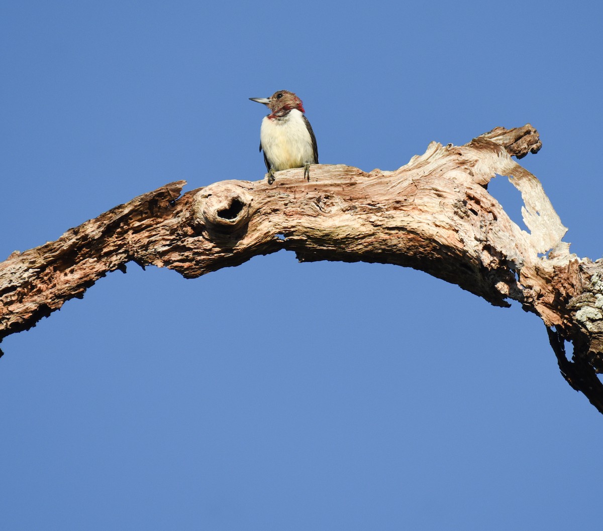 Red-headed Woodpecker - ML646560181