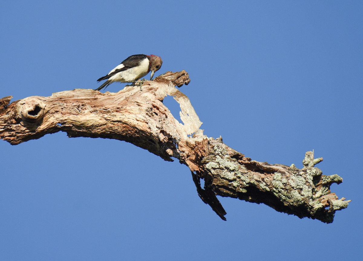 Red-headed Woodpecker - ML646560182