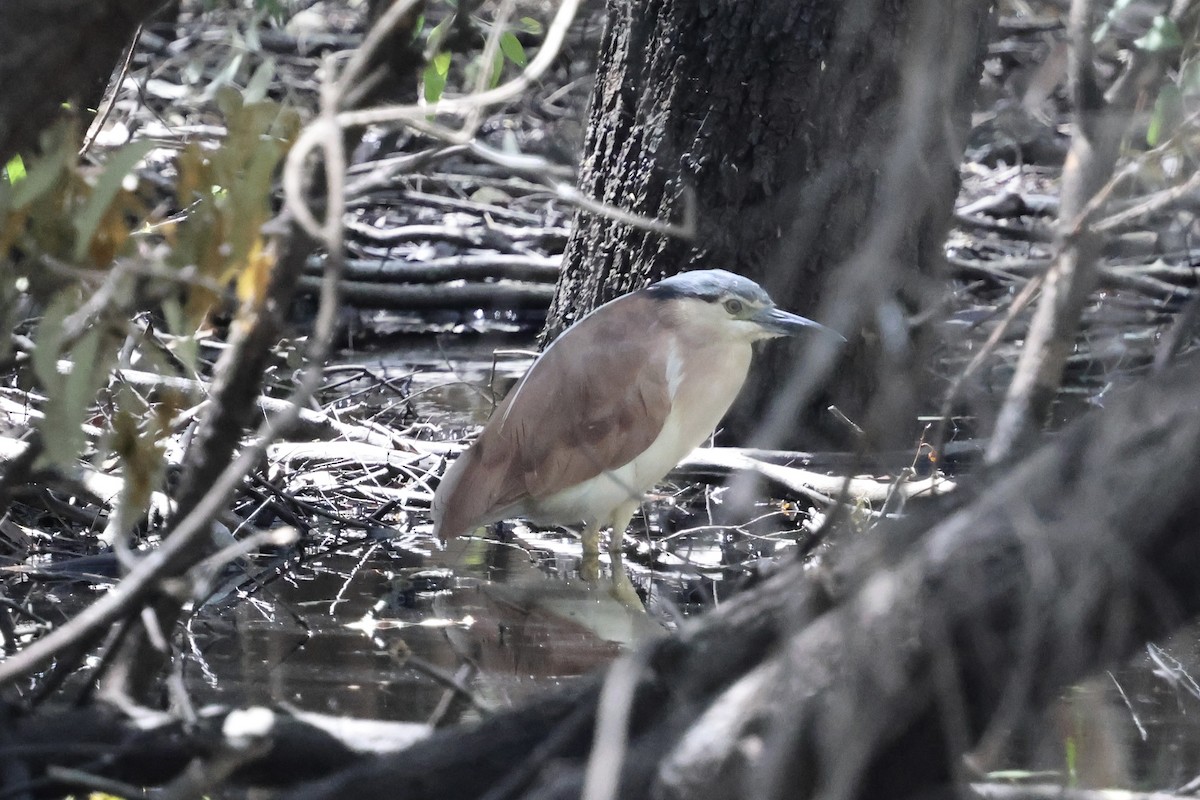 ハシブトゴイ - ML646560183