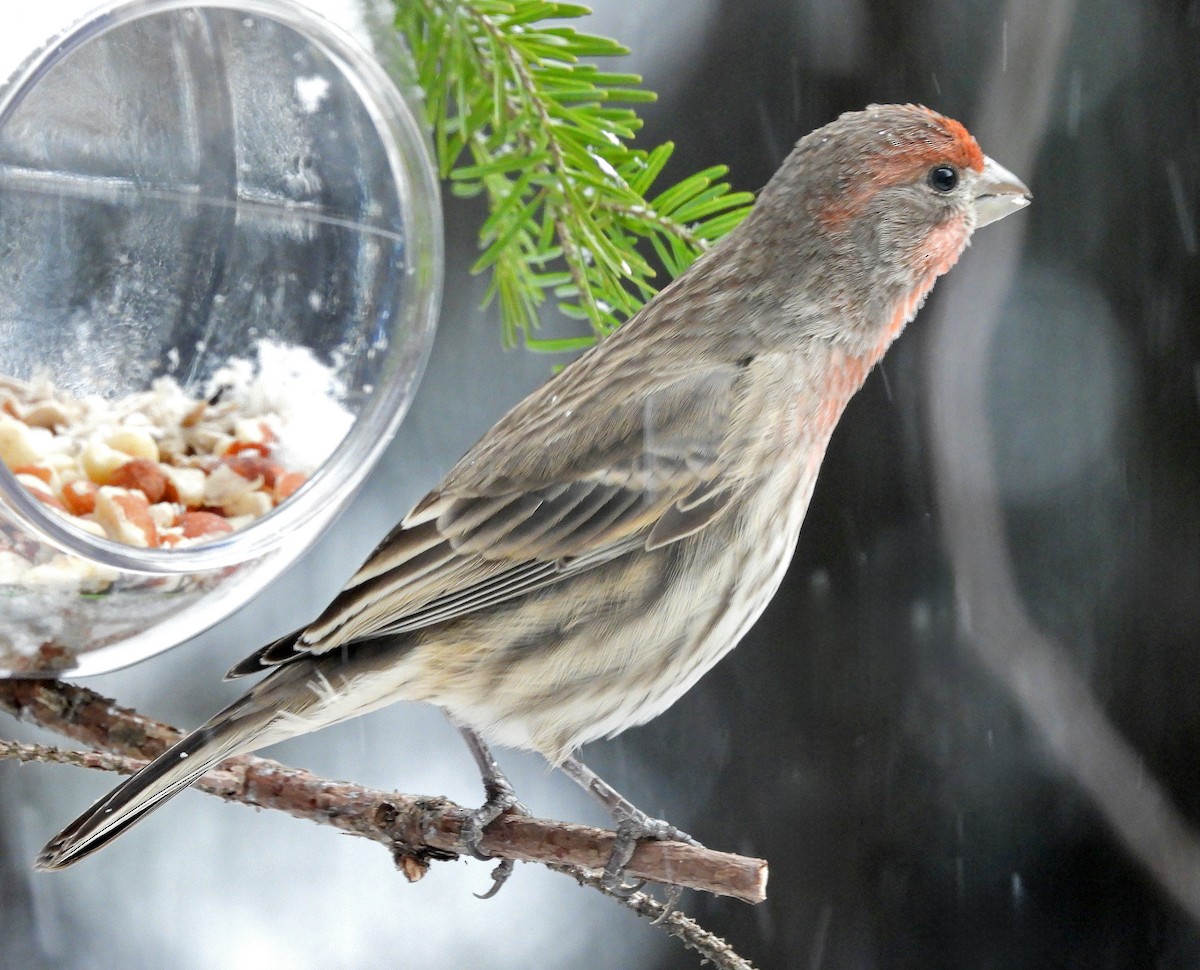 Camachuelo Mexicano - ML646560184
