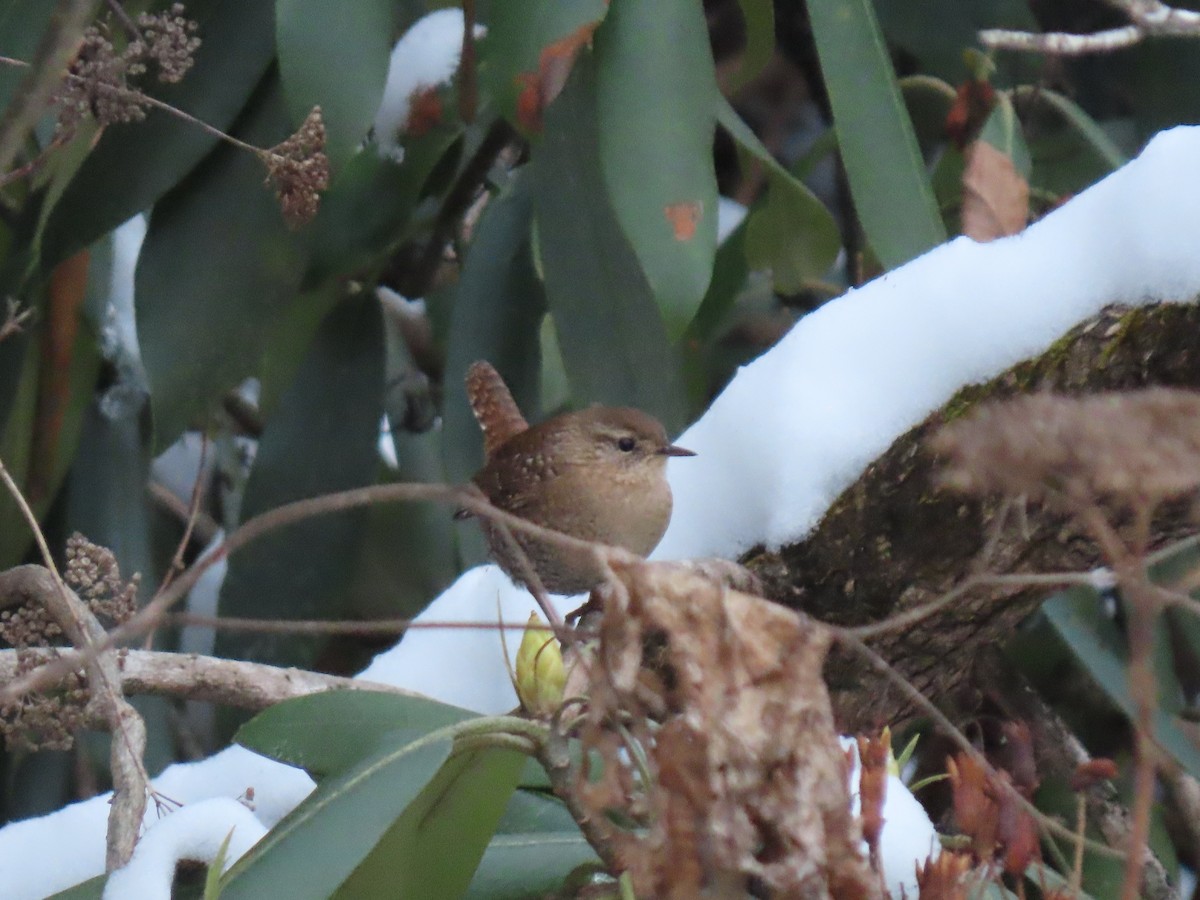 Winter Wren - ML646560185