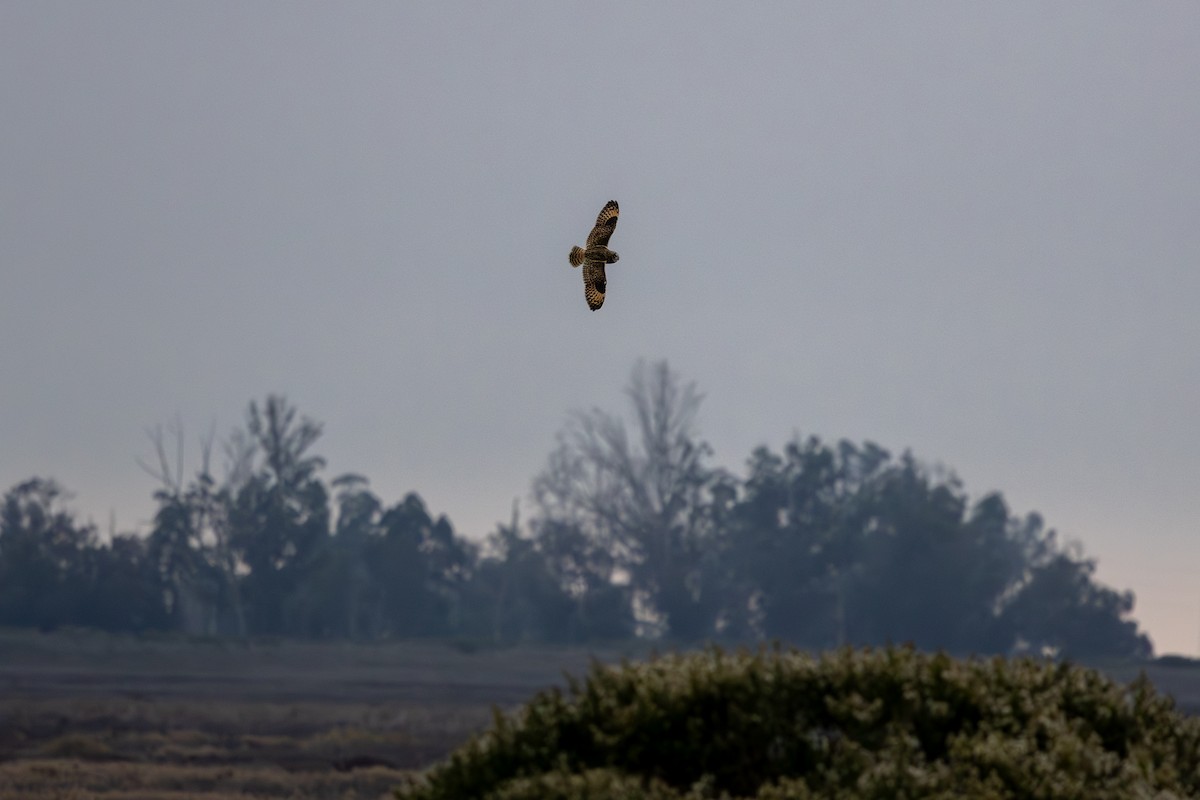 Short-eared Owl - ML646560187