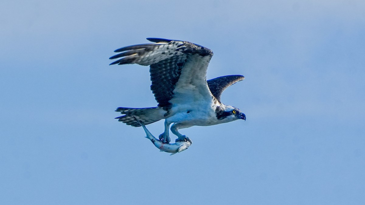Osprey - ML646560188