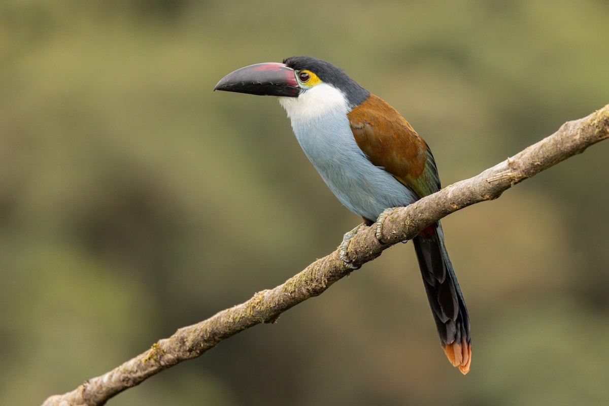 tukan černozobý - ML646560191