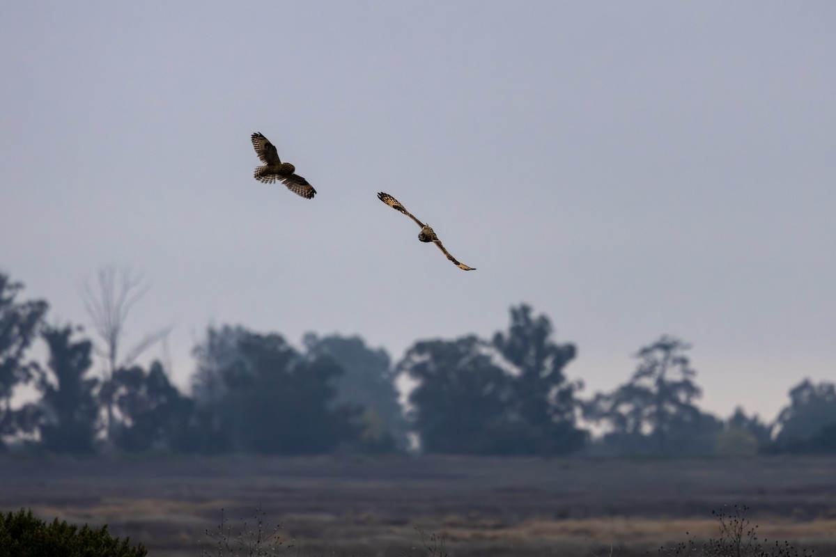 Short-eared Owl - ML646560192