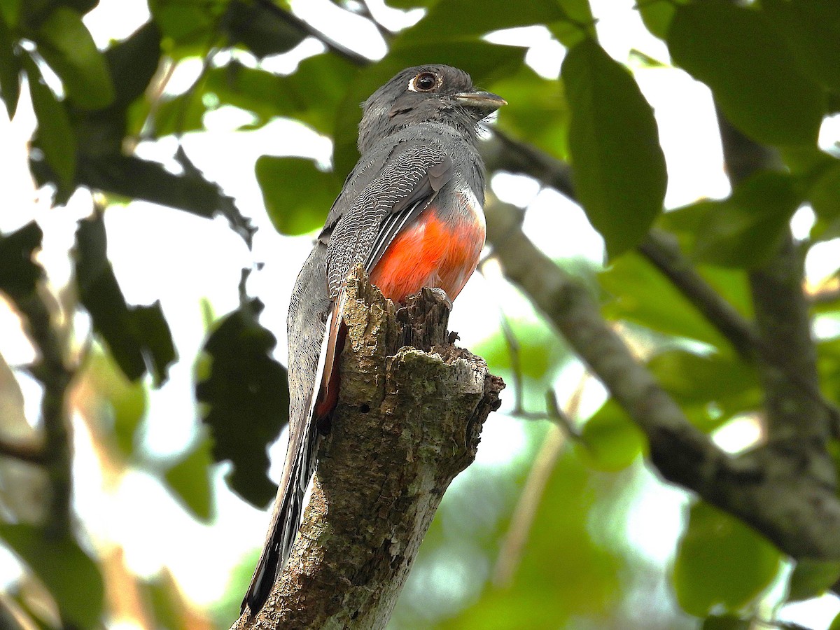 Blue-crowned Trogon - ML646560193