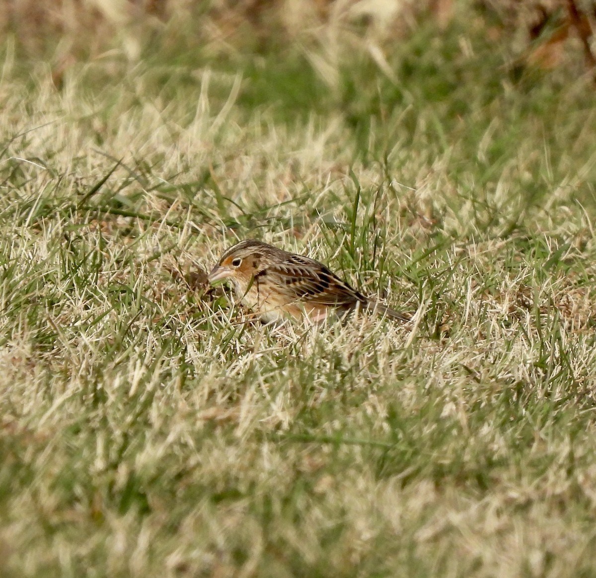 Grasshopper Sparrow - ML646560195