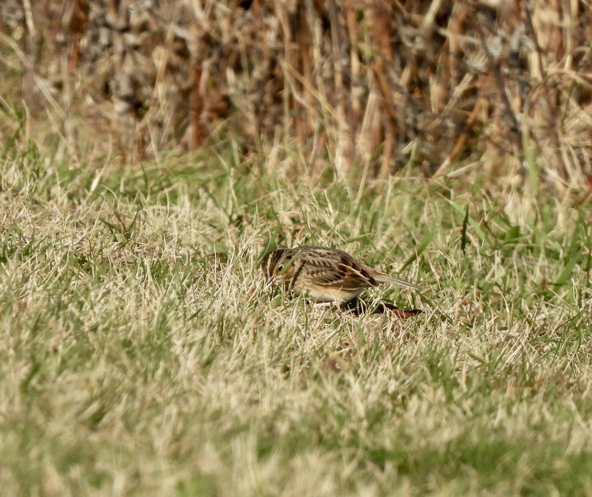 Grasshopper Sparrow - ML646560196
