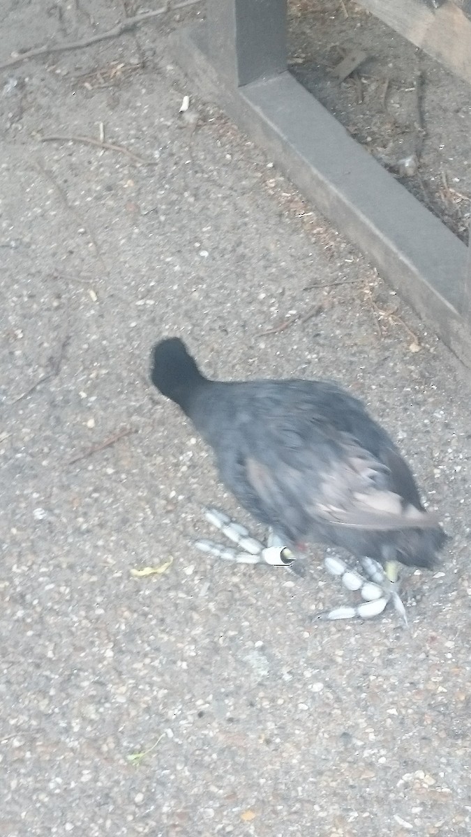 オオバン - ML646560198