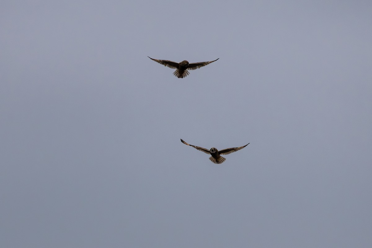 Short-eared Owl - ML646560202