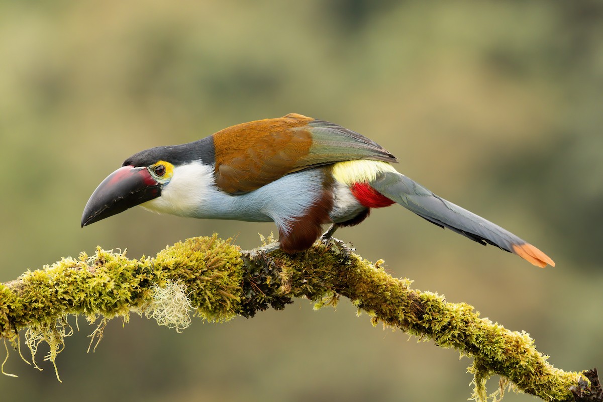 tukan černozobý - ML646560203