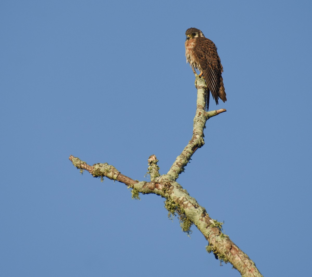 American Kestrel - ML646560204