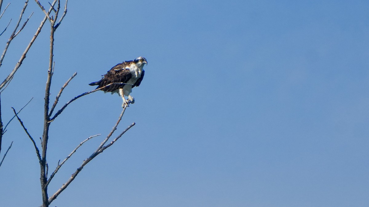 Osprey - ML646560206