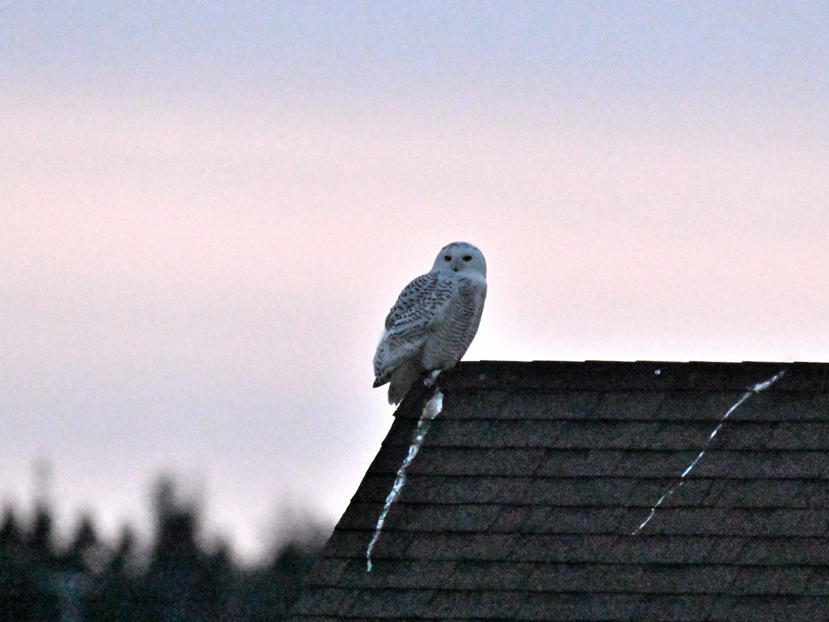 Snowy Owl - ML646560207