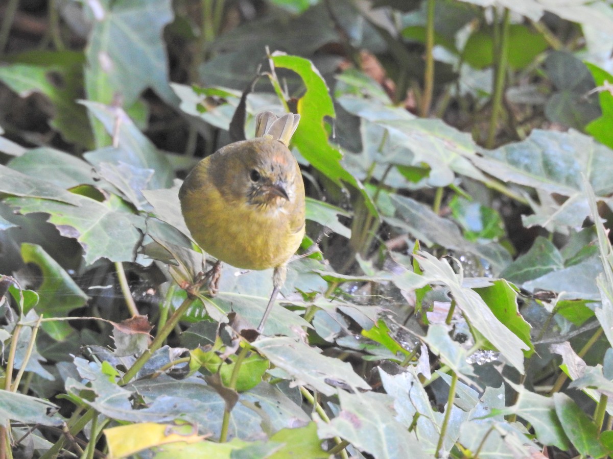 Turuncu Taçlı Ötleğen - ML646560208