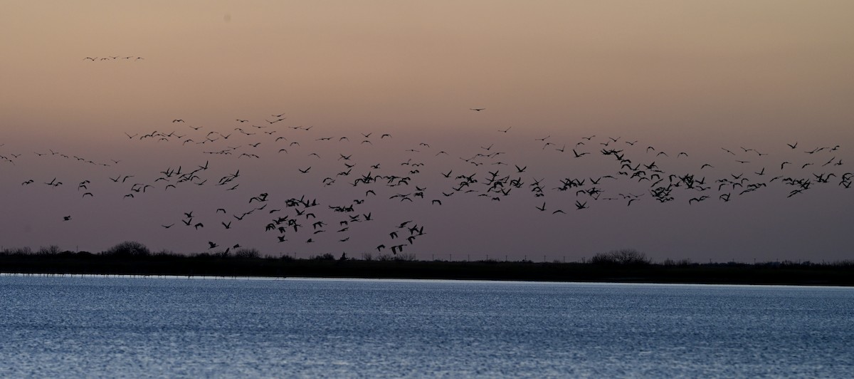 jeřáb kanadský - ML646560215