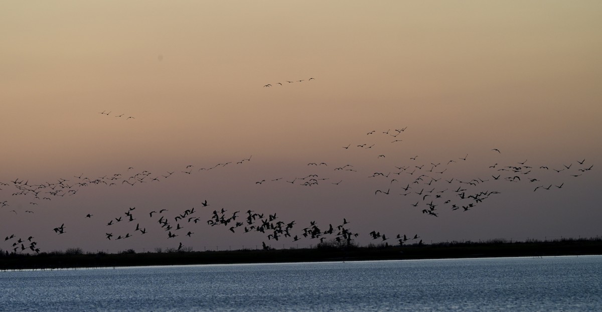 jeřáb kanadský - ML646560216