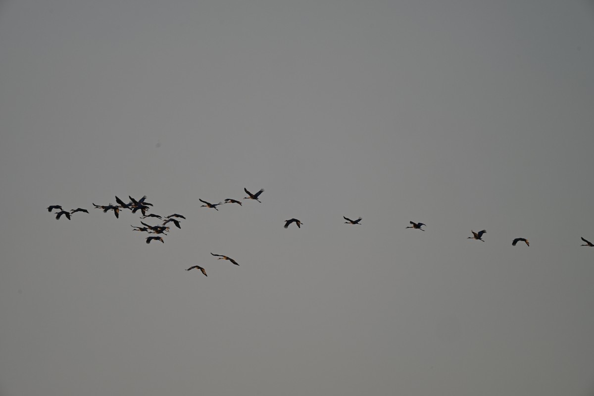 jeřáb kanadský - ML646560217