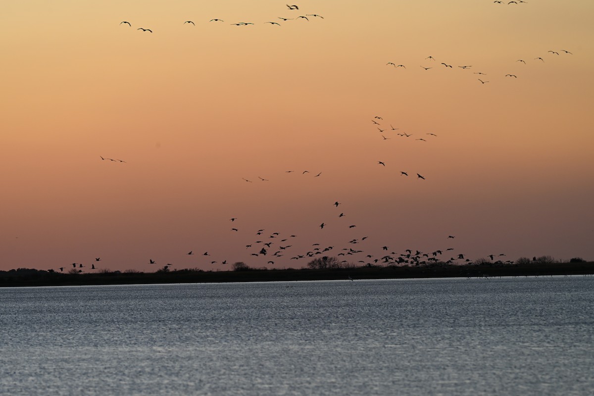 jeřáb kanadský - ML646560218