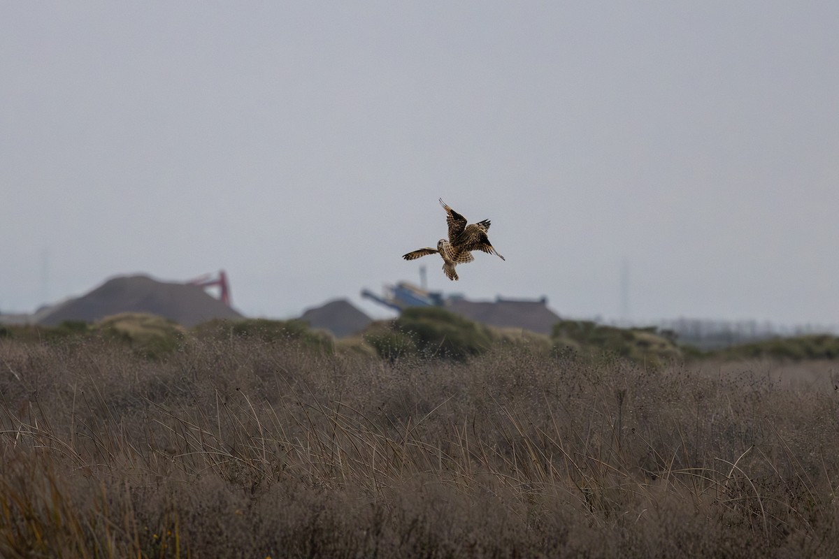 Short-eared Owl - ML646560219
