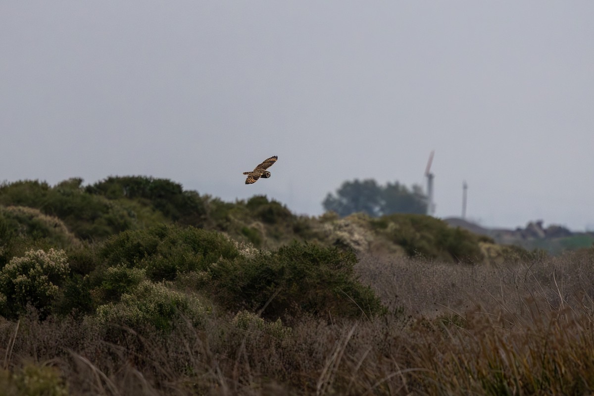 Short-eared Owl - ML646560220