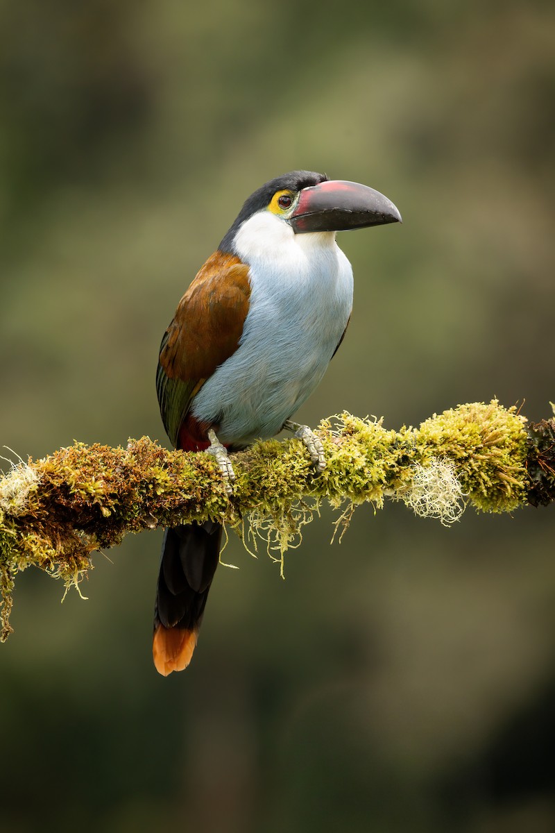 tukan černozobý - ML646560222