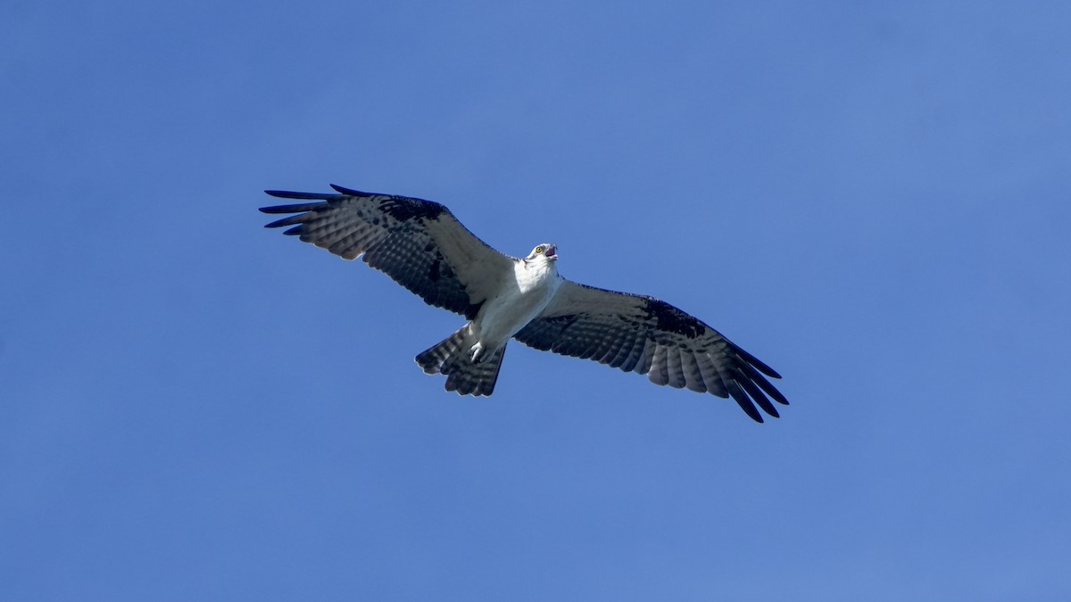 Osprey - ML646560225