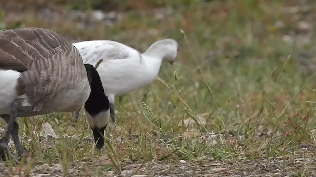 Ross's Goose - ML646560226