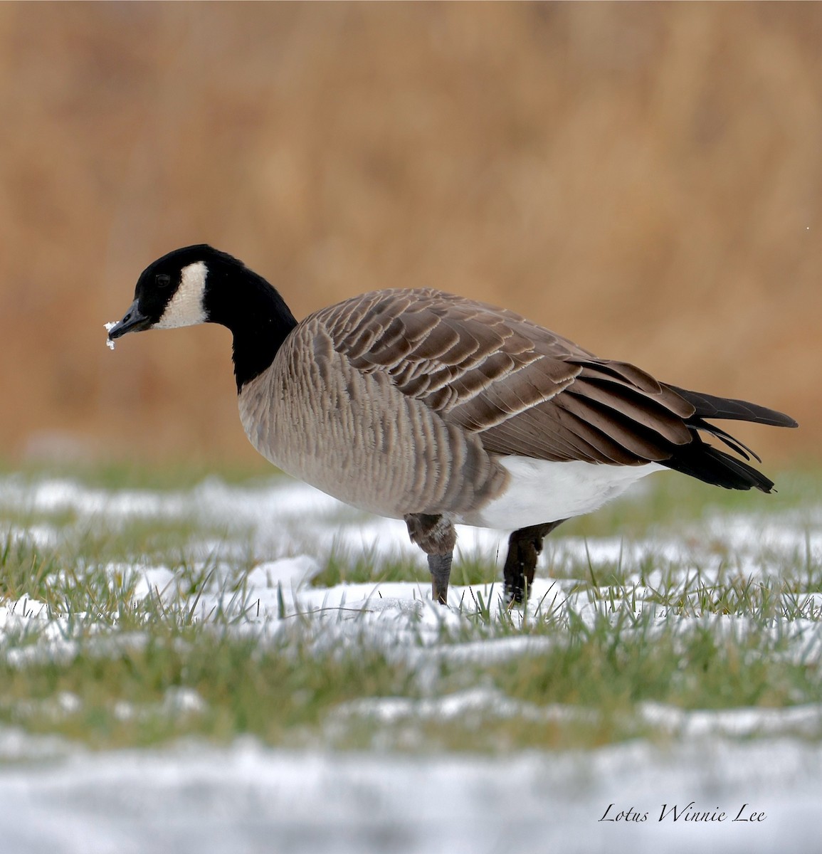 Bernache de Hutchins - ML646560228