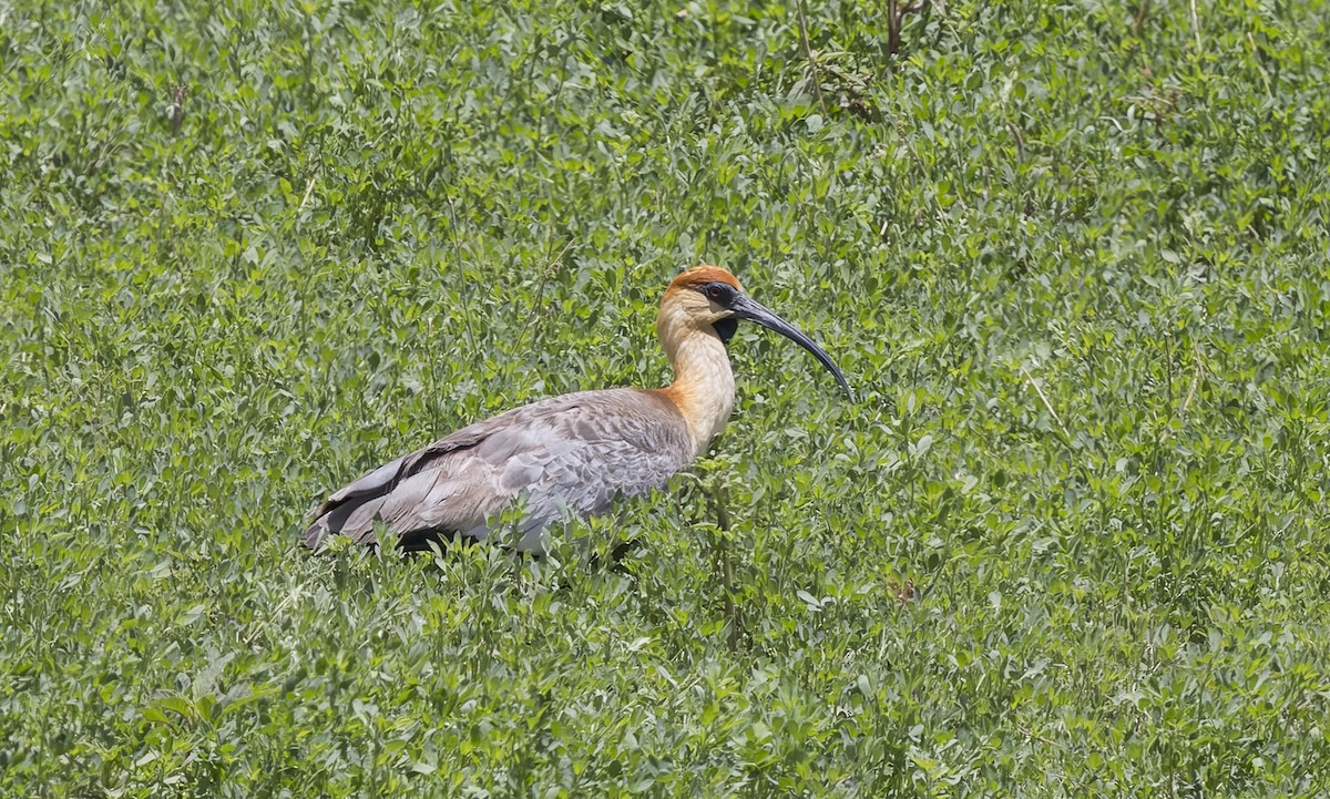 Black-faced Ibis - ML646560230