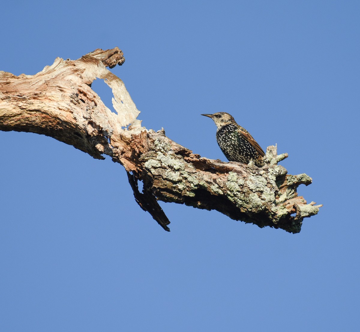 European Starling - ML646560233