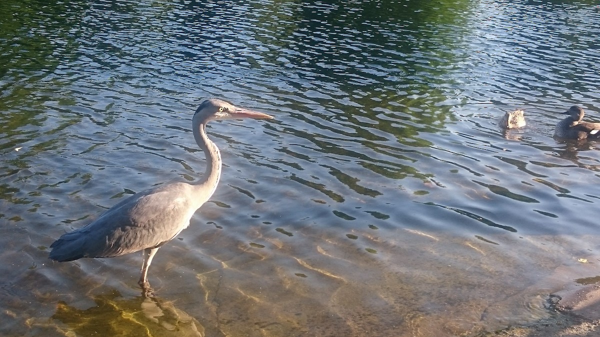 アオサギ - ML646560237