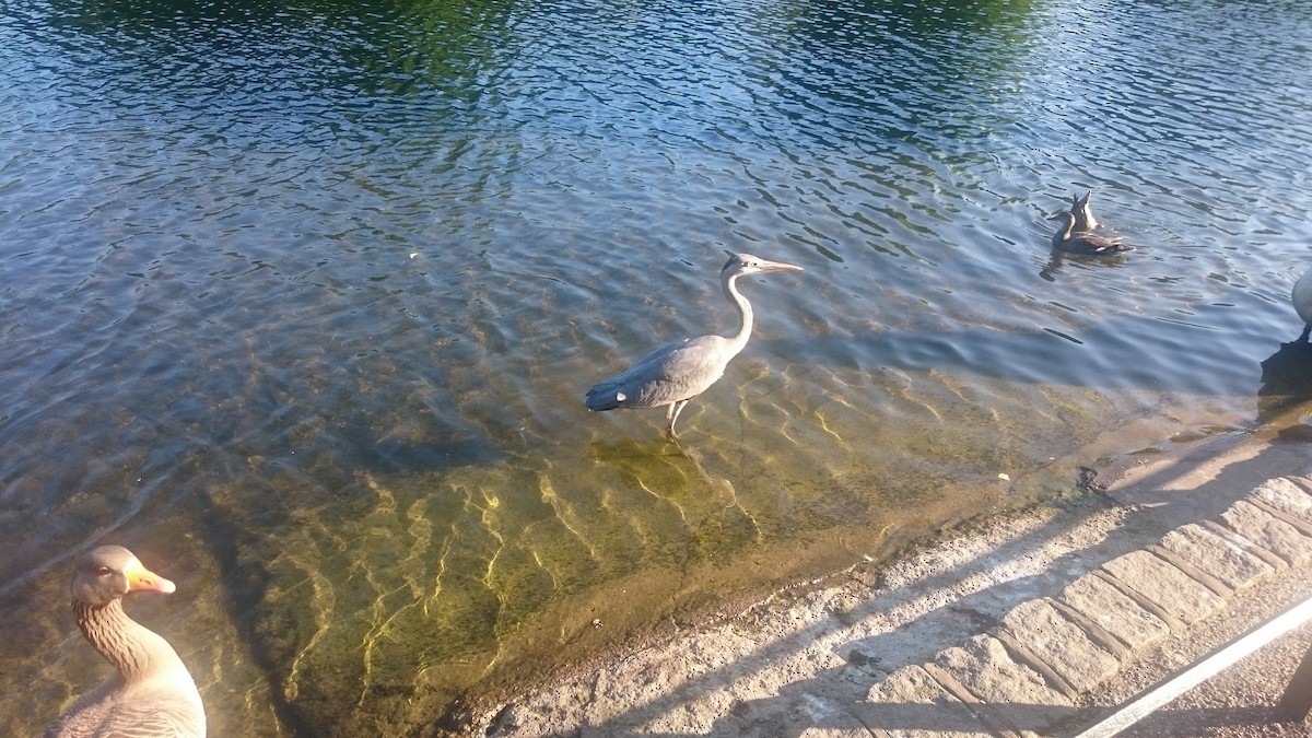 アオサギ - ML646560238