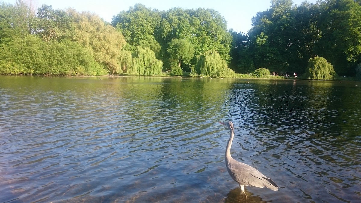 アオサギ - ML646560239