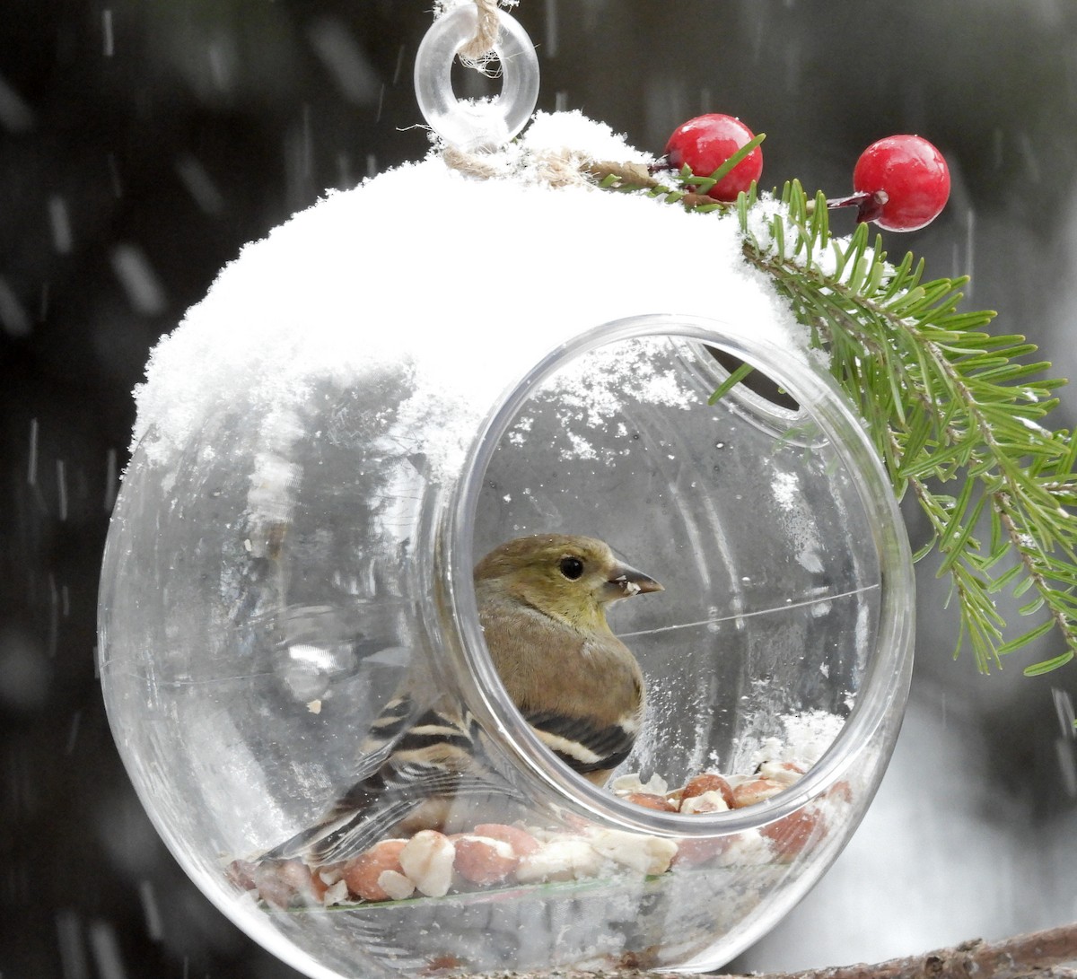 Jilguero Yanqui - ML646560241