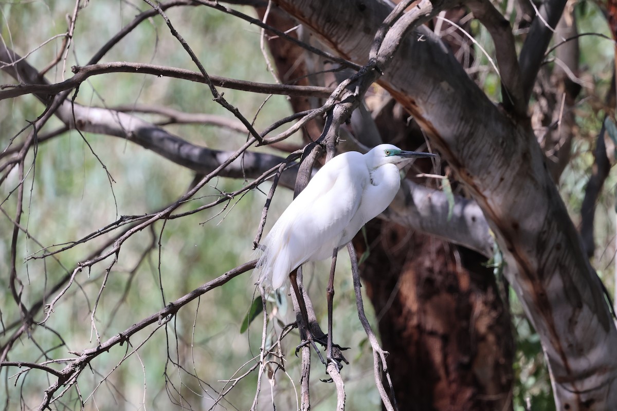 ダイサギ - ML646560242