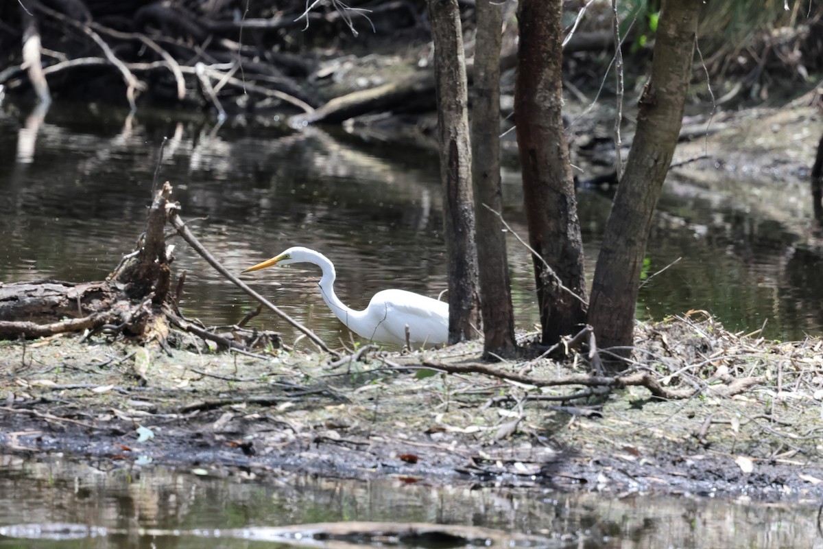 ダイサギ - ML646560243