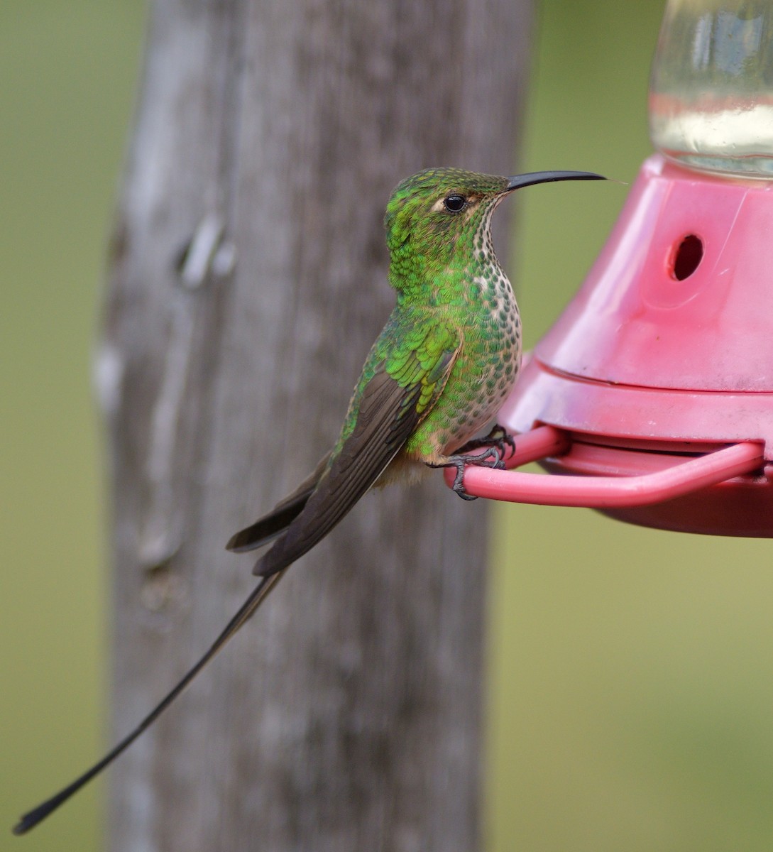 sylfa Viktoriina - ML646560244