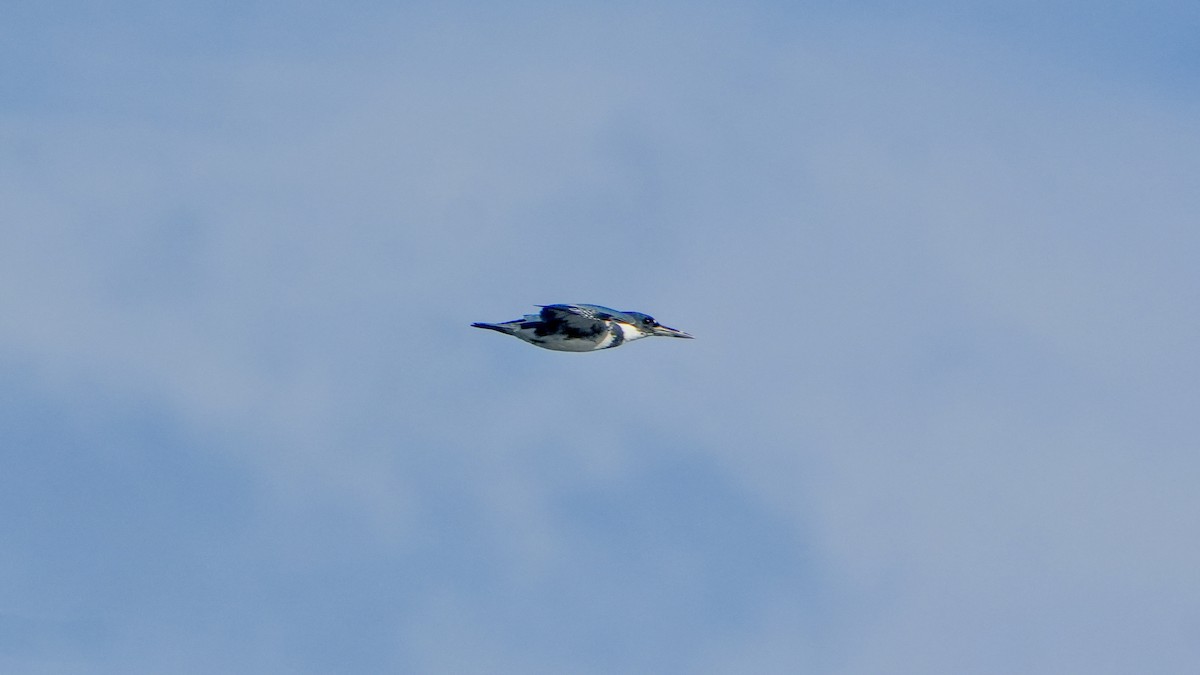 Belted Kingfisher - ML646560248